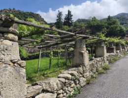 Immagine 3 di CAREMA D.O.C. VIGNEALTE SELEZIONE CANTINA SORPASSO VINI DI CAREMA A CAREMA