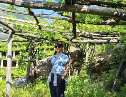 Immagine 5 di CAREMA D.O.C. CANTINA SORPASSO VINI DI CAREMA A CAREMA