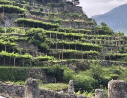 Immagine 3 di CAREMA D.O.C. SELEZIONE 2020 CANTINA PRODUTTORI NEBBIOLO DI CAREMA 1960