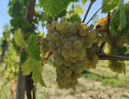 Immagine 5 di MARCHE BIANCO FRIZZANTE I.G.T. PERTURBATO FILODIVINO VINI DI SAN MARCELLO DI ANCONA