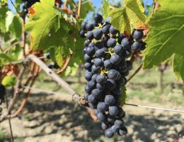 Immagine 3 di LACRIMA DI MORRO D'ALBA SUPERIORE D.O.C. SOARA FILODIVINO VINI DI SAN MARCELLO DI ANCONA