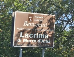Immagine 5 di LACRIMA DI MORRO D'ALBA SUPERIORE D.O.C. SOARA FILODIVINO VINI DI SAN MARCELLO DI ANCONA