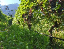 Immagine 3 di VALLE'E D'AOSTE DOC CHAMBAVE LA VRILLE DI HERVE