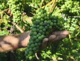 Immagine 3 di VALLE'E D'AOSTE ARNAD - MONTJOVET D.O.P. BONIN DINO VINI DI ARNAD