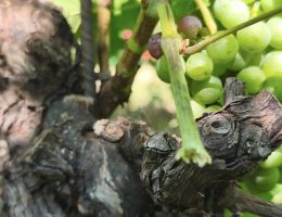 Immagine 4 di VALLE'E D'AOSTE ARNAD - MONTJOVET D.O.P. BONIN DINO VINI DI ARNAD