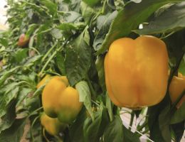 Immagine 4 di PEPERONE TROTTOLA DI CARMAGNOLA PIERFRANCO CRIVELLO DI CARMAGNOLA