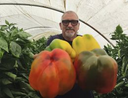 Immagine 1 di PEPERONE TROTTOLA DI CARMAGNOLA PIERFRANCO CRIVELLO DI CARMAGNOLA