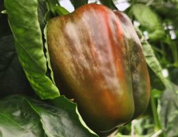 Immagine 5 di PEPERONE TROTTOLA DI CARMAGNOLA PIERFRANCO CRIVELLO DI CARMAGNOLA