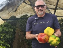 Immagine 3 di PEPERONE TROTTOLA DI CARMAGNOLA PIERFRANCO CRIVELLO DI CARMAGNOLA