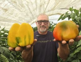 Immagine 2 di PEPERONE TROTTOLA DI CARMAGNOLA PIERFRANCO CRIVELLO DI CARMAGNOLA