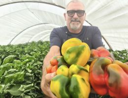 Immagine 1 di PEPERONE QUADRATO DI CARMAGNOLA PIERFRANCO CRIVELLO DI CARMAGNOLA