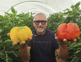 Immagine 2 di PEPERONE QUADRATO DI CARMAGNOLA PIERFRANCO CRIVELLO DI CARMAGNOLA