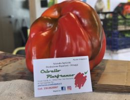 Immagine 3 di PEPERONE QUADRATO DI CARMAGNOLA PIERFRANCO CRIVELLO DI CARMAGNOLA