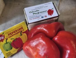 Immagine 4 di PEPERONE QUADRATO DI CARMAGNOLA PIERFRANCO CRIVELLO DI CARMAGNOLA