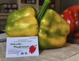 Immagine 5 di PEPERONE QUADRATO DI CARMAGNOLA PIERFRANCO CRIVELLO DI CARMAGNOLA
