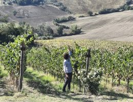 Immagine 4 di VERDICCHIO DEI CASTELLI DI JESI CLASSICO SUPERIORE D.O.C. MATTO FILODIVINO VINI DI SAN MARCELLO DI ANCONA