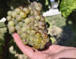 Immagine 5 di VERDICCHIO DEI CASTELLI DI JESI CLASSICO SUPERIORE D.O.C. MATTO FILODIVINO VINI DI SAN MARCELLO DI ANCONA