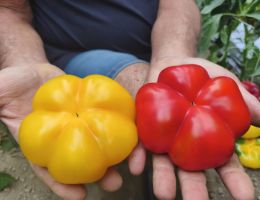 Immagine 2 di PEPERONE TUMANICOT DI CARMAGNOLA  PIERFRANCO CRIVELLO DI CARMAGNOLA