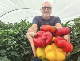 Immagine 1 di PEPERONE TUMANICOT DI CARMAGNOLA  PIERFRANCO CRIVELLO DI CARMAGNOLA