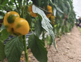 Immagine 3 di PEPERONE TUMANICOT DI CARMAGNOLA  PIERFRANCO CRIVELLO DI CARMAGNOLA