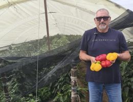 Immagine 4 di PEPERONE TUMANICOT DI CARMAGNOLA  PIERFRANCO CRIVELLO DI CARMAGNOLA