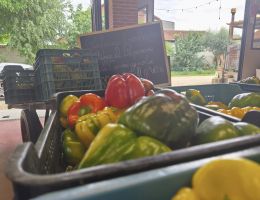 Immagine 5 di PEPERONE TUMANICOT DI CARMAGNOLA  PIERFRANCO CRIVELLO DI CARMAGNOLA