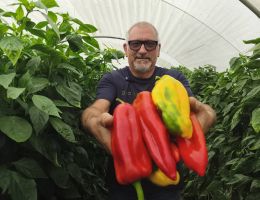 Immagine 1 di PEPERONE CORNO DI BUE DI CARMAGNOLA PIERFRANCO CRIVELLO DI CARMAGNOLA