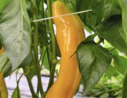 Immagine 2 di PEPERONE CORNO DI BUE DI CARMAGNOLA PIERFRANCO CRIVELLO DI CARMAGNOLA