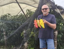 Immagine 3 di PEPERONE CORNO DI BUE DI CARMAGNOLA PIERFRANCO CRIVELLO DI CARMAGNOLA