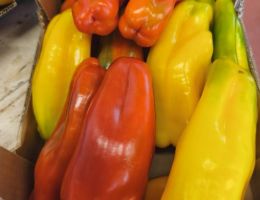 Immagine 4 di PEPERONE CORNO DI BUE DI CARMAGNOLA PIERFRANCO CRIVELLO DI CARMAGNOLA