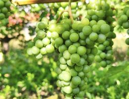 Immagine 5 di VALLE'E D'AOSTE PETITE ARVINE VENDANGE TARDIVE D.O.P. CARPE DIEM BONIN DINO VINI DI ARNAD