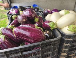 Immagine 2 di MELANZANA BIANCA DI CARMAGNOLA  PIERFRANCO CRIVELLO DI CARMAGNOLA