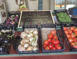 Immagine 3 di MELANZANA BIANCA DI CARMAGNOLA  PIERFRANCO CRIVELLO DI CARMAGNOLA