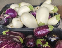 Immagine 1 di MELANZANA BIANCA DI CARMAGNOLA  PIERFRANCO CRIVELLO DI CARMAGNOLA