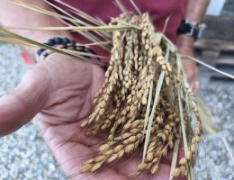 Immagine 5 di RISO CARNAROLI CLASSICO RISERVA  24 MESI ALBERONA CASCINA ALBERONA MORTARA LOMELLINA