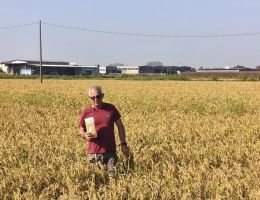 Immagine 5 di RISO S.ANDREA CLASSICO CASCINA ALBERONA MORTARA LOMELLINA