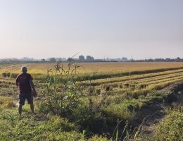 Immagine 4 di RISO CARNAROLI CLASSICO L'ORIGNALE CASCINA ALBERONA MORTARA LOMELLINA