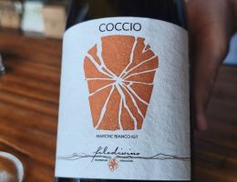 Immagine 2 di MARCHE BIANCO I.G.T.  COCCIO VERDICCHIO IN ANFORA FILODIVINO VINI DI SAN MARCELLO DI ANCONA
