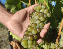 Immagine 3 di VALLE'E D'AOSTE DOC CHAMBAVE MUSCAT FLÉTRI LA VRILLE DI HERVE'