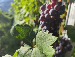 Immagine 2 di VALLE'E D'AOSTE DOC VUILLERMIN LA VRILLE DI HERVE'