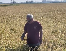 Immagine 2 di RISO BALDO CLASSICO L'ORIGNALE CASCINA ALBERONA MORTARA LOMELLINA