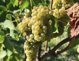 Immagine 5 di VERDICCHIO DEI CASTELLI DI JESI  D.O.C.G. CL.RISERVA  DINO FILODIVINO VINI DI SAN MARCELLO DI ANCONA