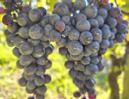 Immagine 4 di VALTELLINA SUPERIORE RISERVA D.O.C.G. SOTTOZONA MAROGGIA FRANZINA MATTIA VINI