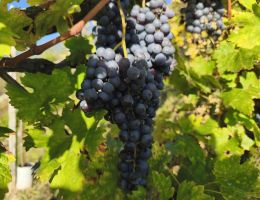 Immagine 5 di VALTELLINA SUPERIORE RISERVA D.O.C.G. SOTTOZONA MAROGGIA FRANZINA MATTIA VINI