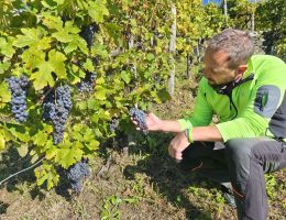 Immagine 2 di VALTELLINA SUPERIORE RISERVA D.O.C.G. SOTTOZONA MAROGGIA FRANZINA MATTIA VINI