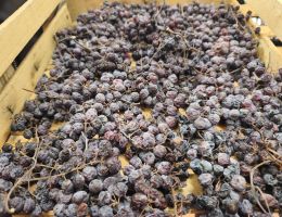 Immagine 4 di IGT VERONA ROSSO CORVINA BIO SCATTO CANTINA CORTE BRAVI