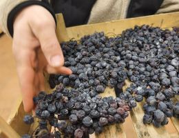 Immagine 5 di IGT VERONA ROSSO CORVINA BIO SCATTO CANTINA CORTE BRAVI