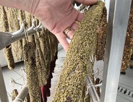 Immagine 1 di FILETTO DI MAIALE INNAMORATO ALLE ERBE DI MONTAGNA SALUMI PRIMO MONTALDO DI NEVIGLIE