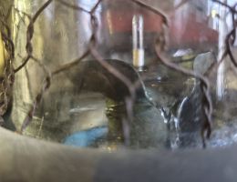 Immagine 5 di GRAPPA GENTILE ALLA CAMOMILLA DI LIDIA E ROMANO LEVI DISTILLERIA ROMANO LEVI DI LUCIO SCARATTI