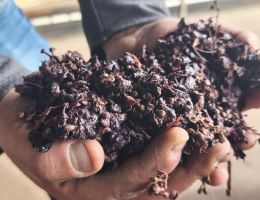 Immagine 4 di GRAPPA DI BAROLO DELLA DONNA SELVATICA DISTILLERIA ROMANO LEVI DI LUCIO SCARATTI